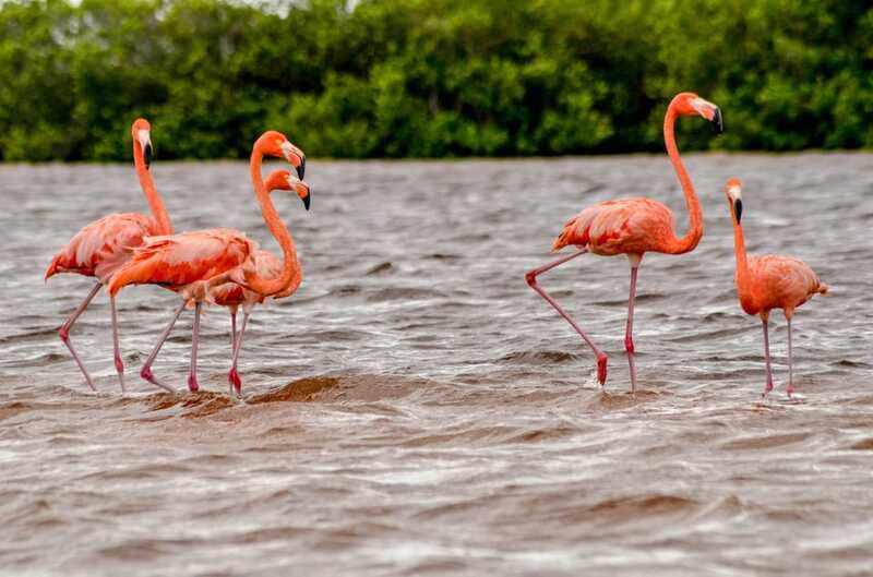 Rio Lagartos: Boat Tour through the Nature Reserve - A final stop on the clear-water beach