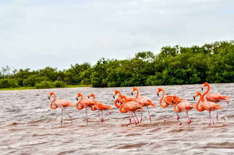 Rio Lagartos: Boat Tour through the Nature Reserve - Who should take this boat tour?