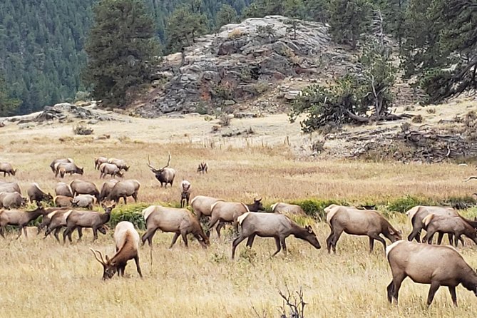 Rocky Mountain National Park and Estes Park Tour from Denver Winter and Spring - Why this Denver day trip works so well