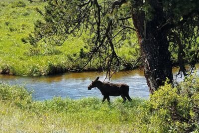 Rocky Mountain National Park and Estes Park Tour from Denver Winter and Spring