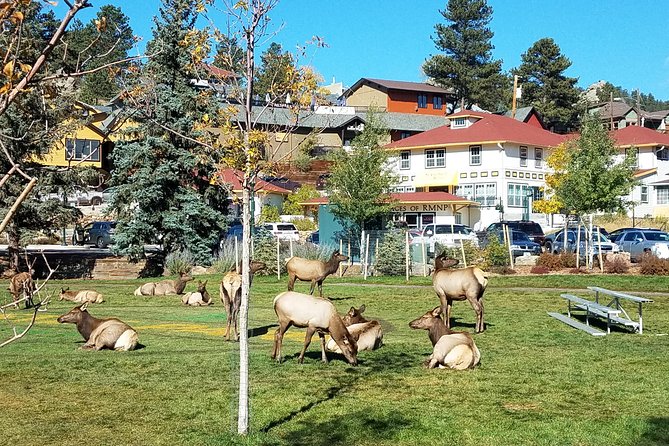 Rocky Mountain National Park in Summer Tour from Denver - Horseshoe Park picnic and the included lunch