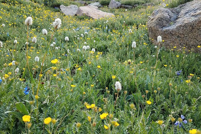 Rocky Mountain National Park in Summer Tour from Denver - Alpine Visitor Center and 360-degree views