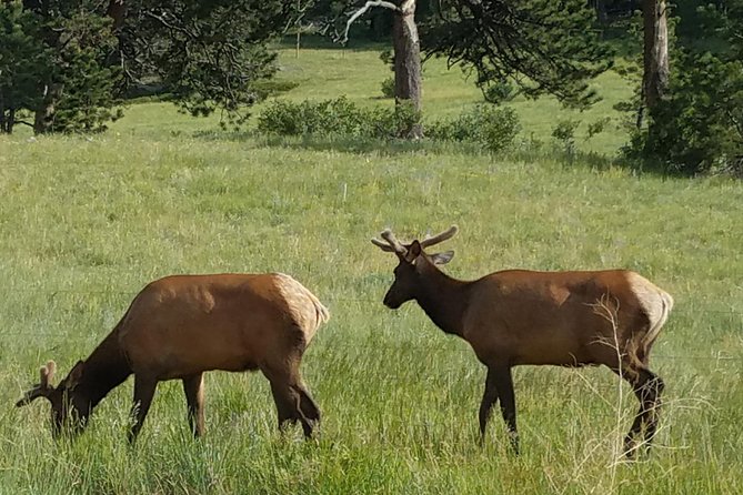 Rocky Mountain National Park in Summer Tour from Denver - Milner Pass and the Continental Divide