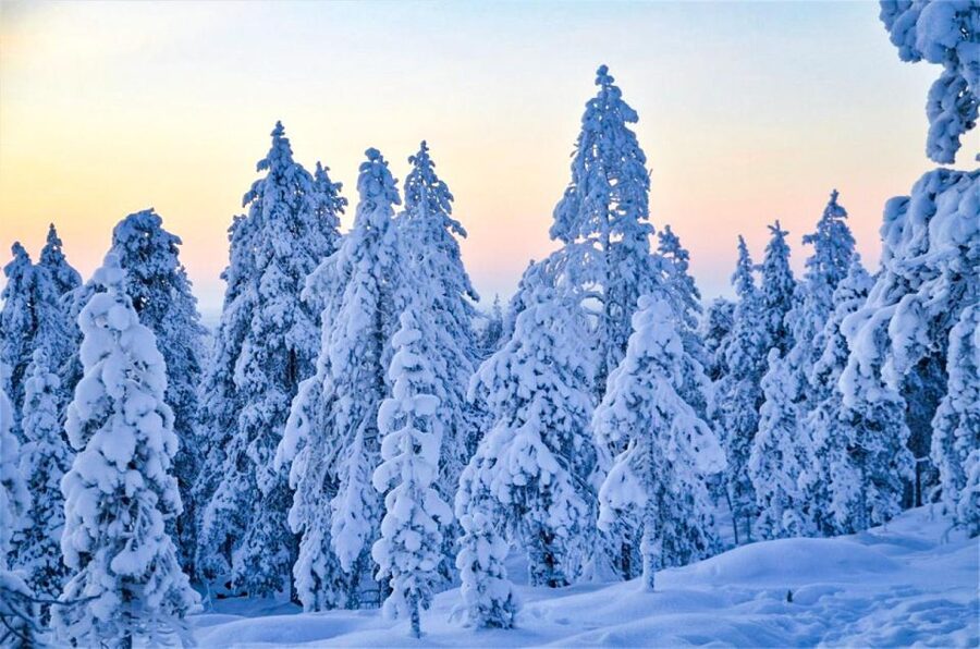 Rovaniemi: Guided Wilderness Snowmobile Ride - Quick points to know before booking