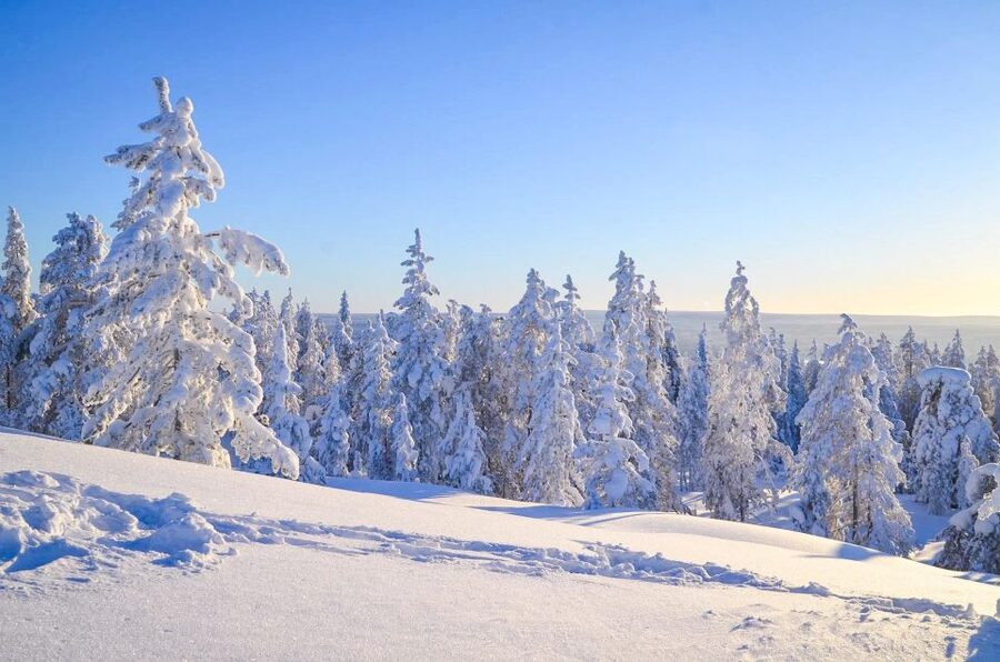 Rovaniemi: Guided Wilderness Snowmobile Ride - What the $121 price really buys