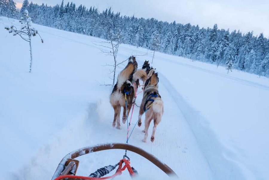 Rovaniemi: Lapland Wilderness Husky Safari 7,5 km - Key points to know before booking