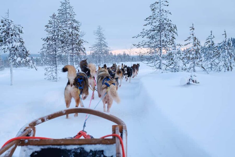 Rovaniemi: Lapland Wilderness Husky Safari 7,5 km - Why this safari feels more personal than a passenger sled ride