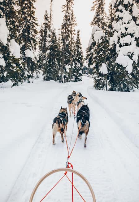 Rovaniemi: Lapland Wilderness Husky Safari 7,5 km - What $234 buys you
