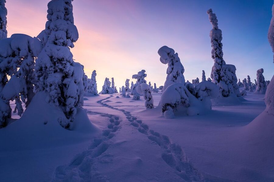 Rovaniemi: Riisitunturi National Park with Pro Photos & BBQ - Campfire lunch among the trees