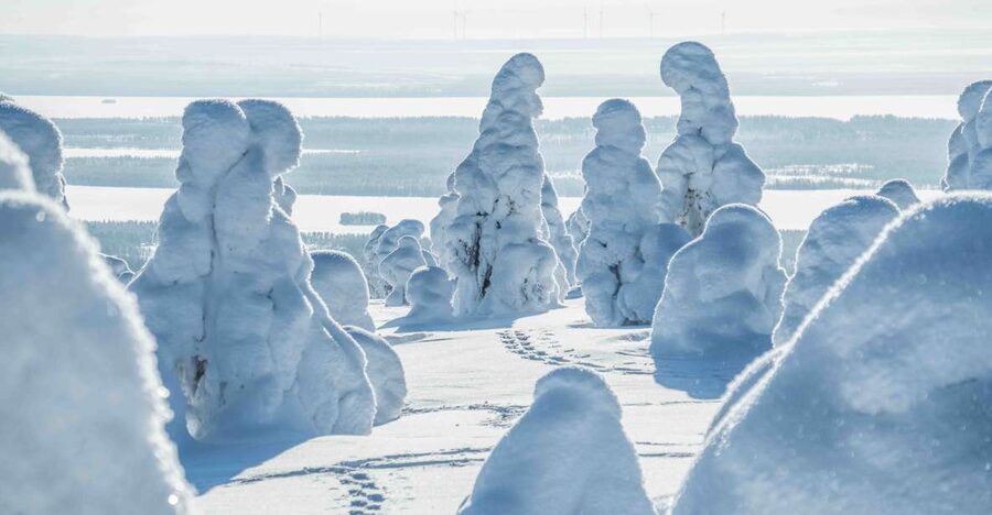 Rovaniemi: Riisitunturi National Park with Pro Photos & BBQ - What the $159 price really covers