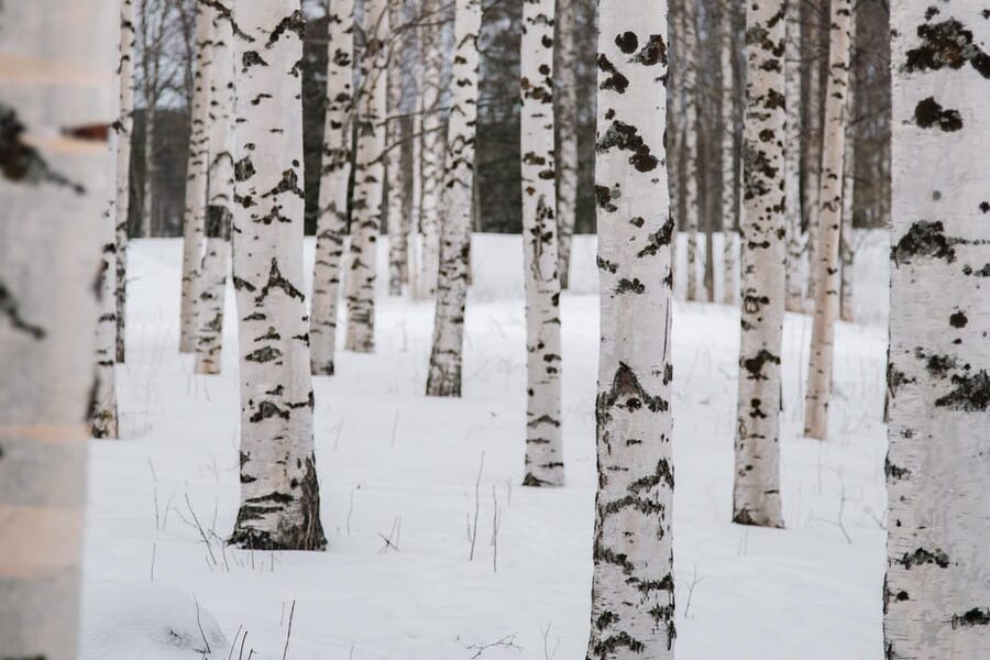 Rovaniemi: Snowshoeing in the Arctic Wilderness - Flint, steel, and a real campfire break