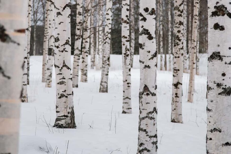 Rovaniemi: Snowshoeing in the Arctic Wilderness - Final verdict: book it if you want a hands-on Arctic morning