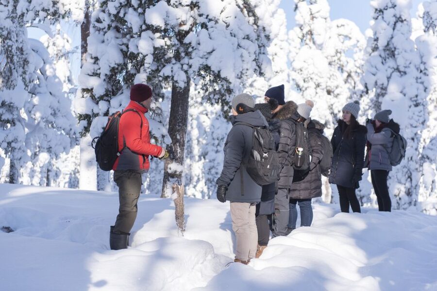 Rovaniemi: Wilderness Tour - Summer turns the same idea into a forest lesson