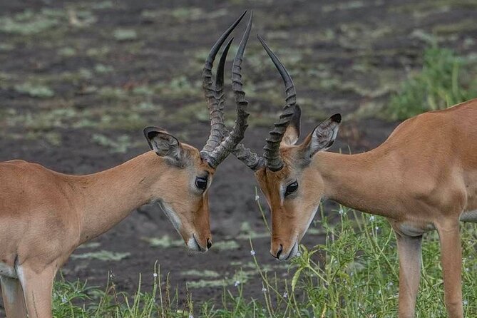 Safari Serengeti And Ngorongoro - Why Serengeti and Ngorongoro work so well together