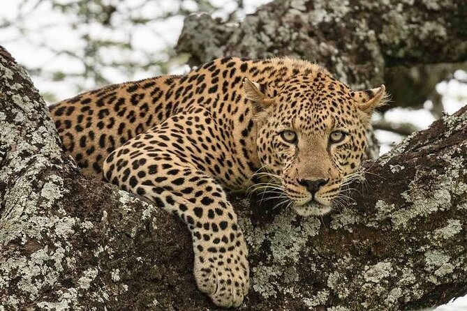 Safari Serengeti And Ngorongoro - Day 3: A second full day in Serengeti