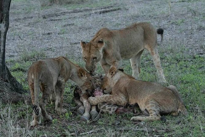 Safari Serengeti And Ngorongoro - What the $2,845 price includes