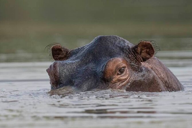 Safari Serengeti And Ngorongoro - The guide can shape the whole safari