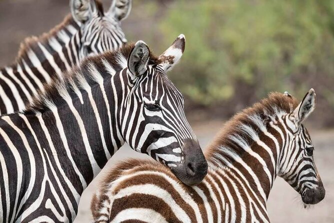 Safari Serengeti And Ngorongoro - Day 2: Crossing the highlands into Serengeti