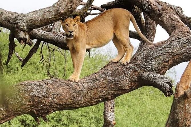 Safari Tour; Nairobi National Park - A real safari beside Nairobi’s skyline