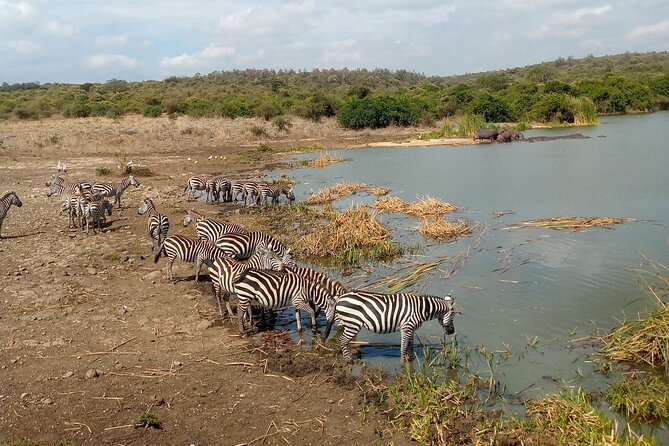 Safari Tour; Nairobi National Park - Why the open-roof van matters