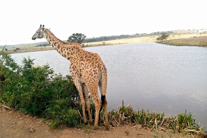 Safari Tour; Nairobi National Park - The city backdrop is part of the appeal