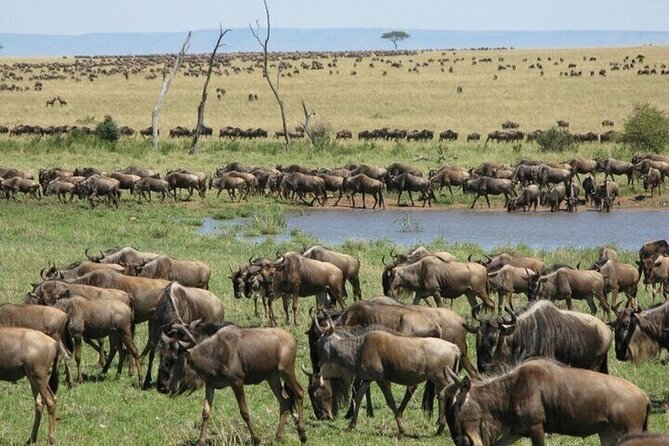 Safari Tour; Nairobi National Park - Price, extra fees, and what you actually receive