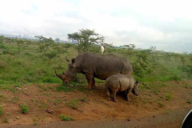 Safari Tour; Nairobi National Park - The airport and layover question