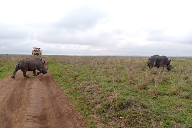 Safari Tour; Nairobi National Park - Pickup, communication, and group timing