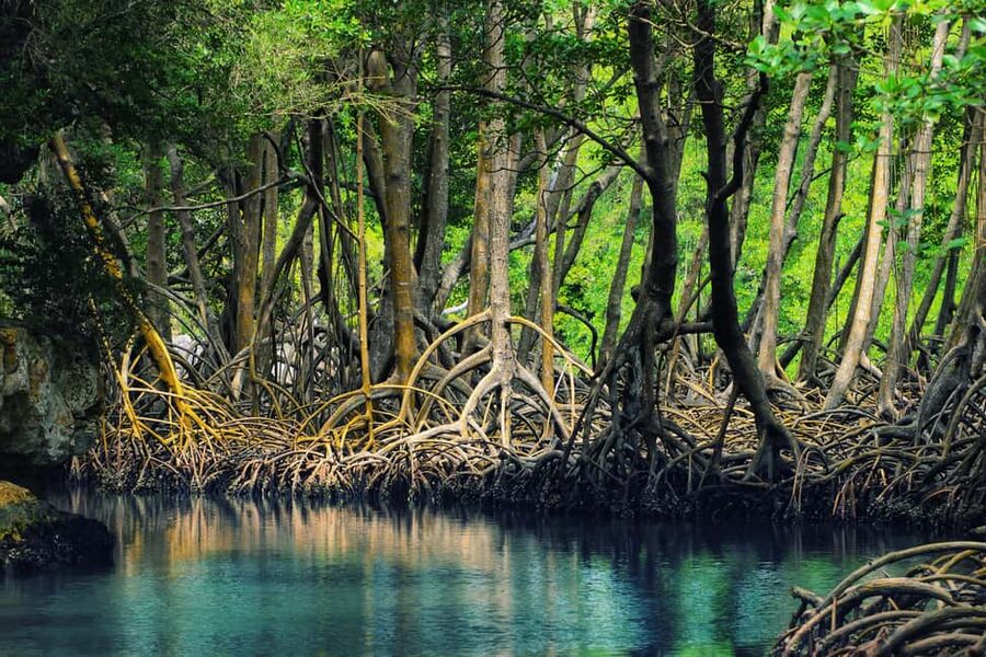 Samaná: Los Haitises National Park & Cayo Levantado Island - Starting from Samaná port