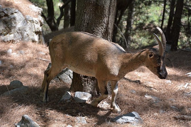 Samaria Gorge Hike - Reaching the coast and taking the ferry