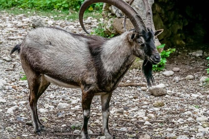 Samaria Gorge Hiking from Chania with Professional Hiking Guide - The first descent is the hardest on the body