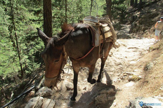 Samaria Gorge Trek: Full-Day Excursion from Chania with Guide - What the $41.03 price really covers