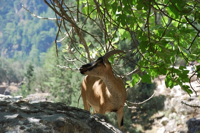 Samaria Gorge Trek: Full-Day Excursion from Rethymno with Guide - What the guide adds to the experience