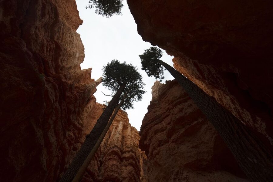San Francisco: Yosemite, Las Vegas, Bryce & Zion, 6-Day Tour - What the package includes, and what you still pay for