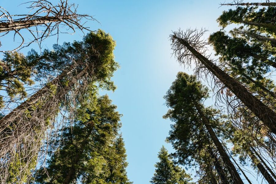 San Francisco: Yosemite National Park & Giant Sequoias Hike - Walking among Giant Sequoias