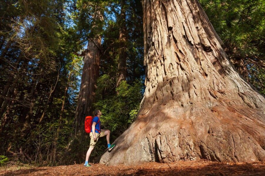 San Jose: Yosemite National Park and Giant Sequoias Trip - The long-day tradeoff you should take seriously