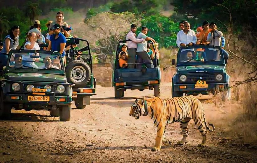 Sawai Madhopur: Ranthambore National Park Guided Jeep Safari - Looking for Tigers in Ranthambore