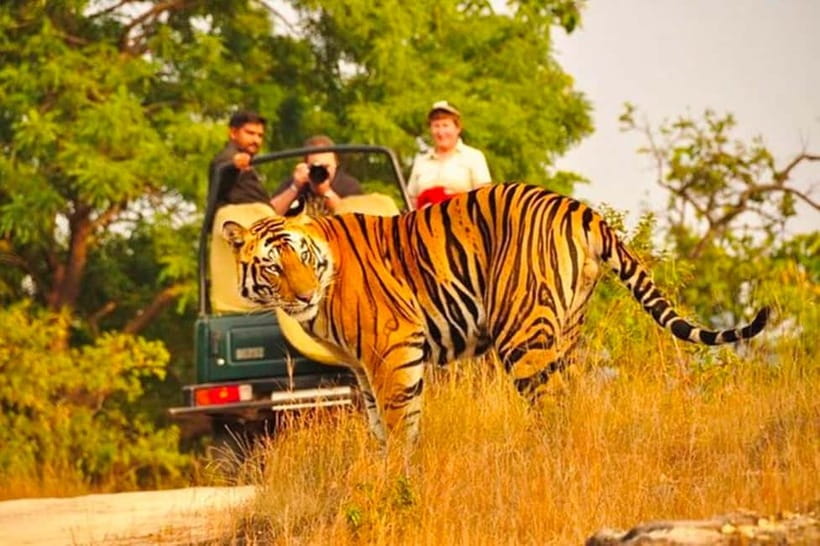 Sawai Madhopur: Ranthambore National Park Guided Jeep Safari - The Jeep Ride and What You May See