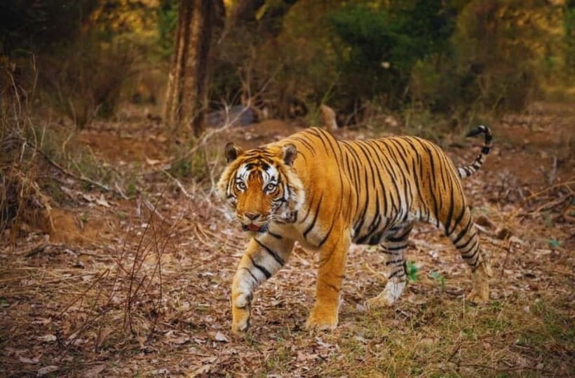 Sawai Madhopur: Ranthambore National Park Guided Jeep Safari - Who Will Get the Most from This Safari