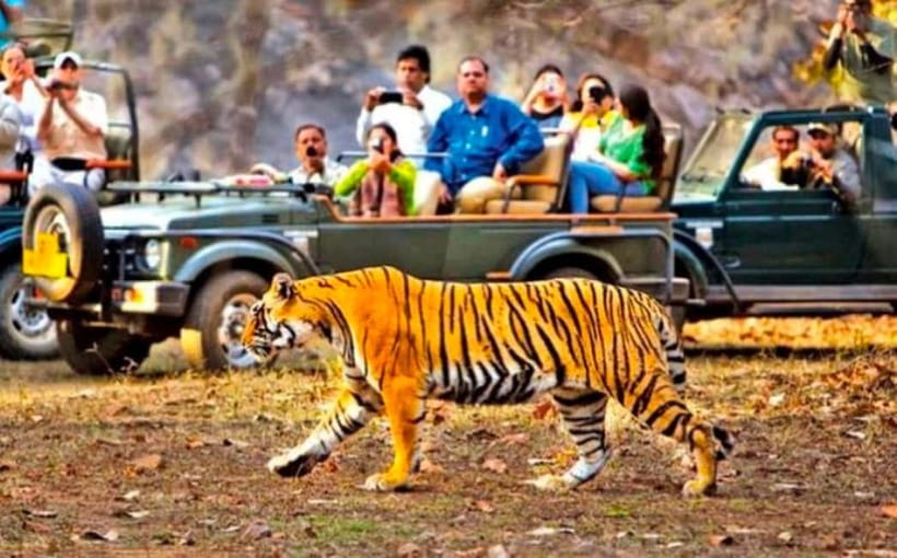 Sawai Madhopur: Ranthambore National Park Guided Jeep Safari - Bengal Tigers, Bears, and Forest Wildlife