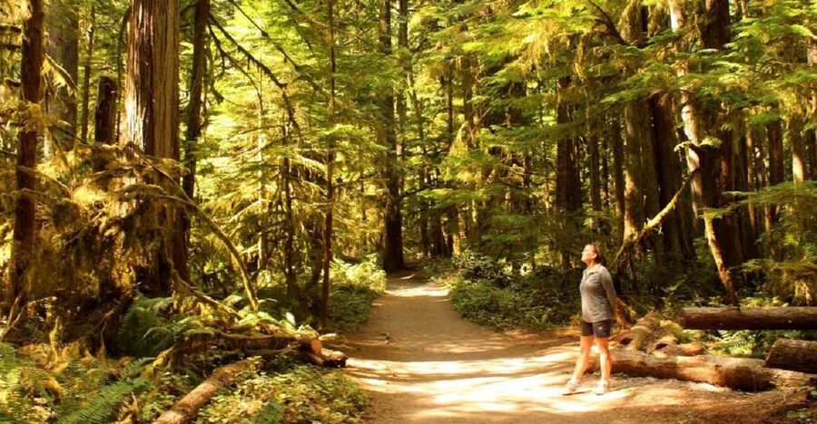 Seattle: Olympic National Park Small-Group Tour - Why Olympic National Park Works So Well as a Day Trip