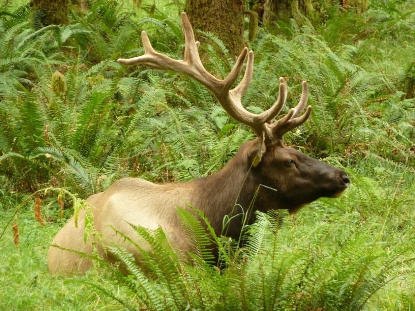 Seattle: Olympic National Park Small-Group Tour - Lake Crescent or Lake Quinault: Quiet Water and Forest