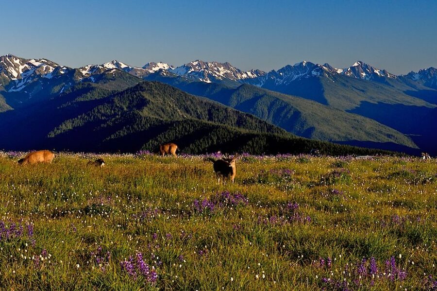 Seattle: Olympic National Park Small-Group Tour - Old-Growth Forests and Fern-Draped Waterfalls