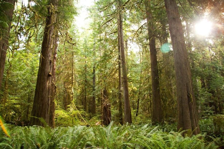Seattle: Olympic National Park Small-Group Tour - Hurricane Ridge and the Olympic Mountains