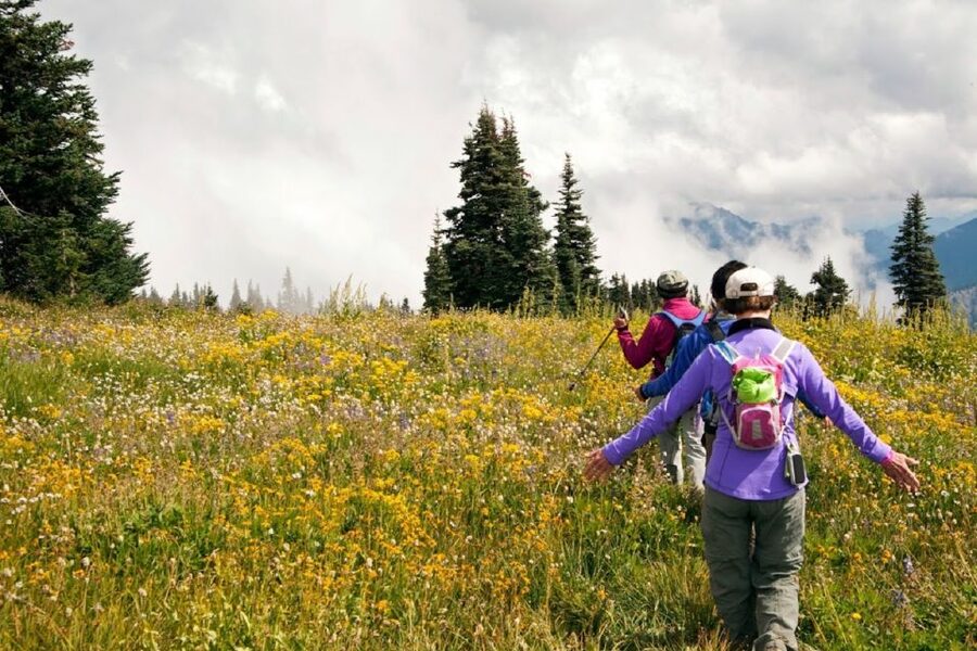 Seattle: Olympic National Park Small-Group Tour - What the Guides Add to the Day