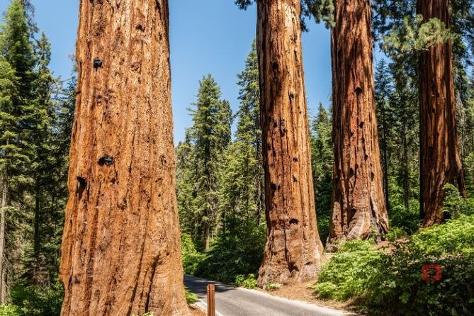 Self-Guided Audio Driving Tour in Sequoia and Kings Canyon - A Practical Audio Guide for Two Big Parks