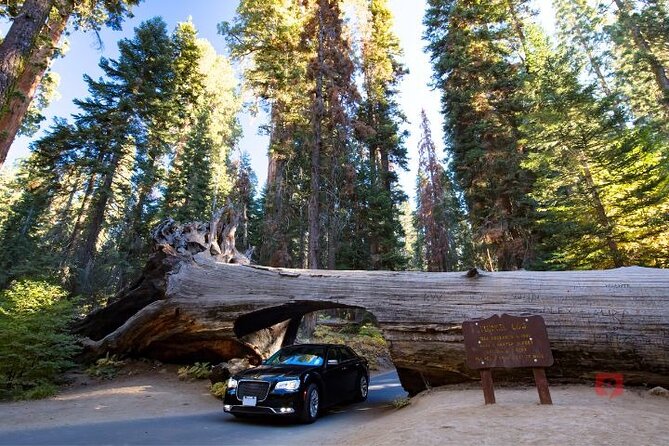 Self-Guided Audio Driving Tour in Sequoia and Kings Canyon - Tunnel Rock and Big Stump Grove
