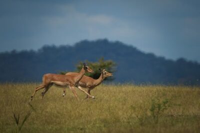 Selous Luxury Day Safari with Photographer