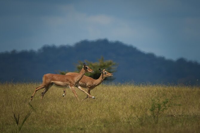 Selous Luxury Day Safari with Photographer - The 6 a.m. departure from Zanzibar