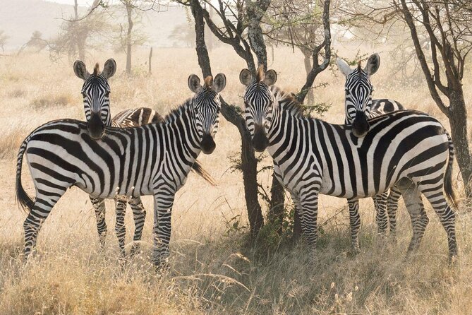 Serengeti Balloon Safari and authentic bush breakfast - Key points to know before you book